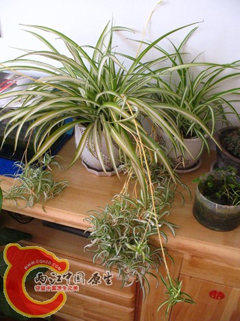 是叫金边吊兰吗 是叫金边吊兰吗