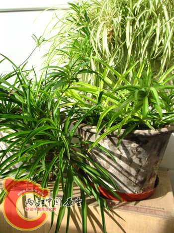 另一种吊兰 另一种吊兰