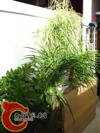 燕子掌1(深绿,叶子较小) 燕子掌1(深绿,叶子较小)