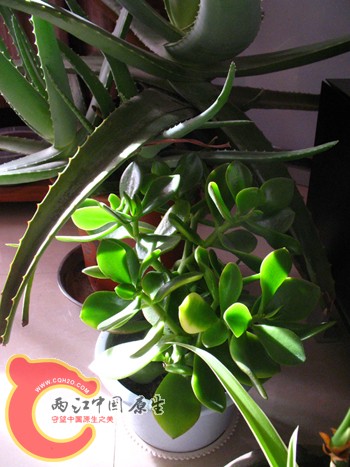 燕子掌2(翠绿,叶子较大) 燕子掌2(翠绿,叶子较大)