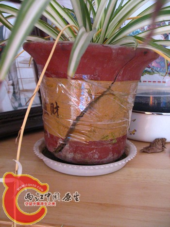 伤不起的根 伤不起的根