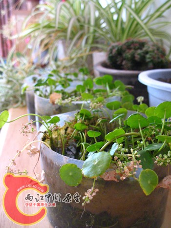 铜钱草,冬天凋的厉害 铜钱草,冬天凋的厉害