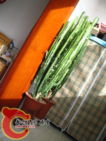 三棱龙骨 三棱龙骨