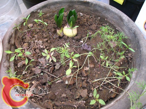 风信子,鸡冠花,未知5 风信子,鸡冠花,未知5