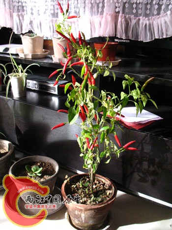 朝天椒,两年了 朝天椒,两年了