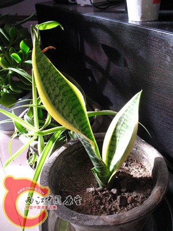 金边令箭吗? 金边令箭吗?