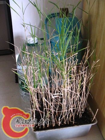 芦苇,野采时带回来的 芦苇,野采时带回来的