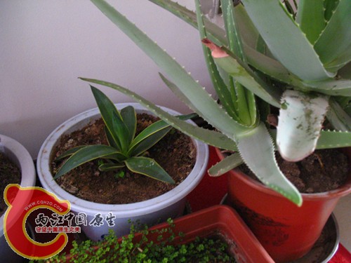 金边龙舌兰,张牙舞爪的芦荟 金边龙舌兰,张牙舞爪的芦荟