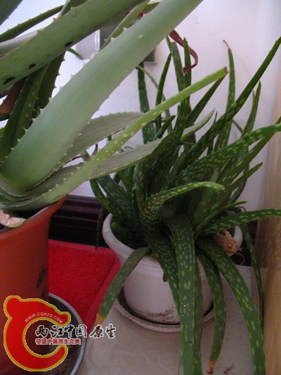 两种芦荟,求他们的学名 两种芦荟,求他们的学名