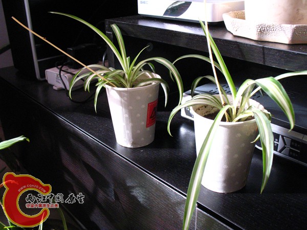 准备送人的 准备送人的