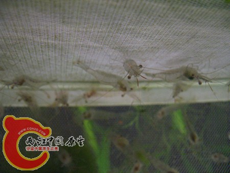这种虾叫啥？容易繁殖吗？