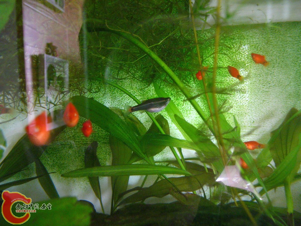 这是啥鱼？右边