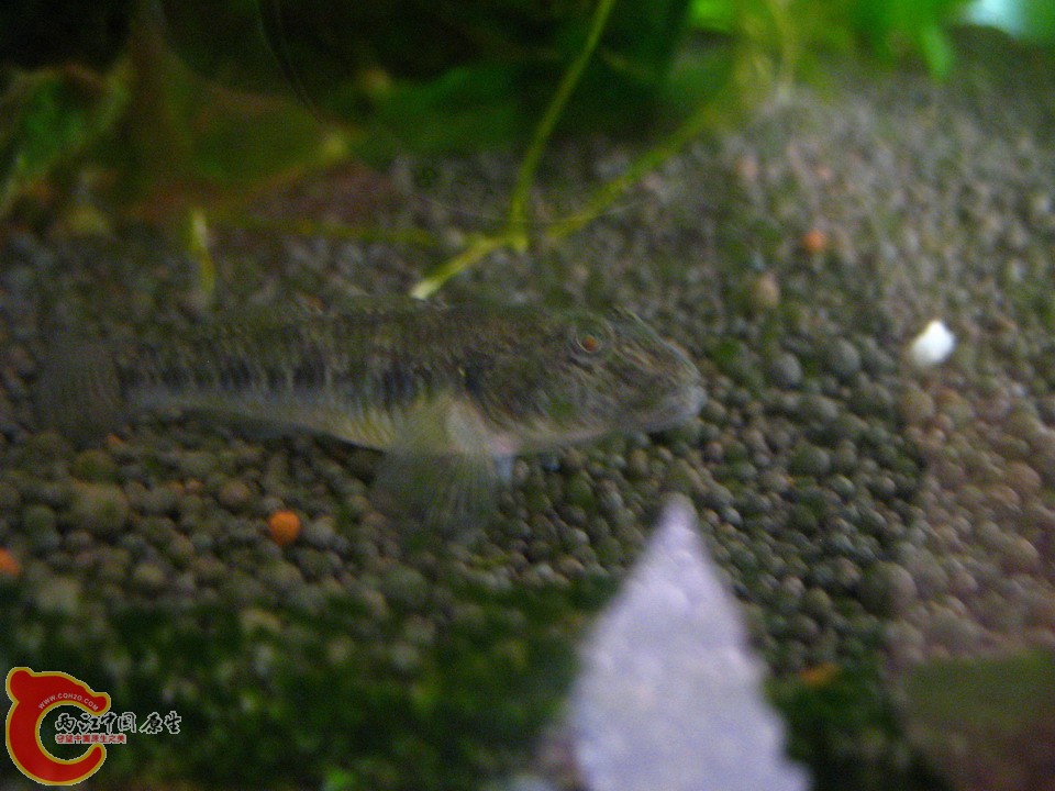 流氓子陵，等天暖和了就放掉吧