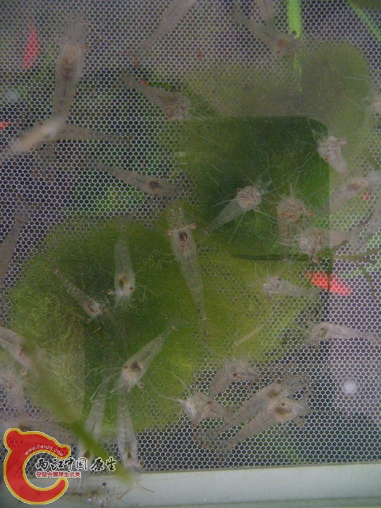 后来索性把铜钱草里的丝藻给他们吃