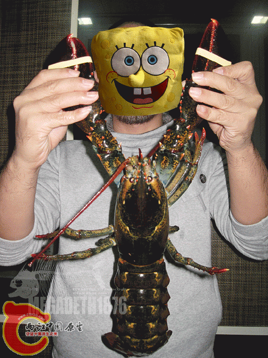 Homarus-Americanus-megadeth.gif