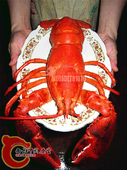 Homarus-Americanus-M.gif