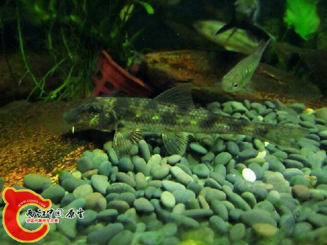 IMG_7568_鍓?湰.jpg