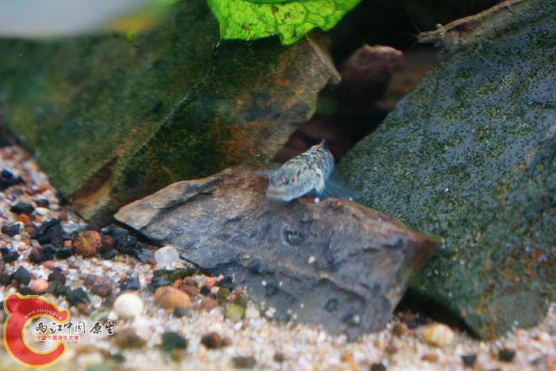 DSC01659_副本.jpg