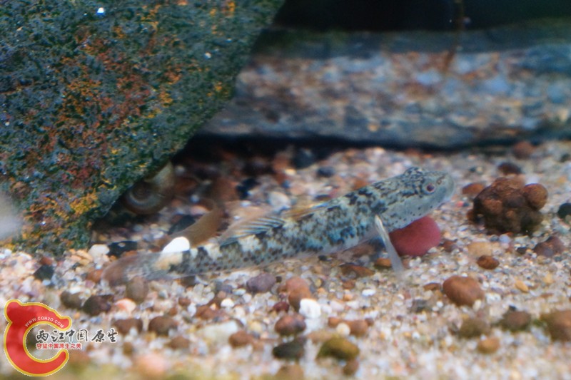 DSC01662_副本.jpg