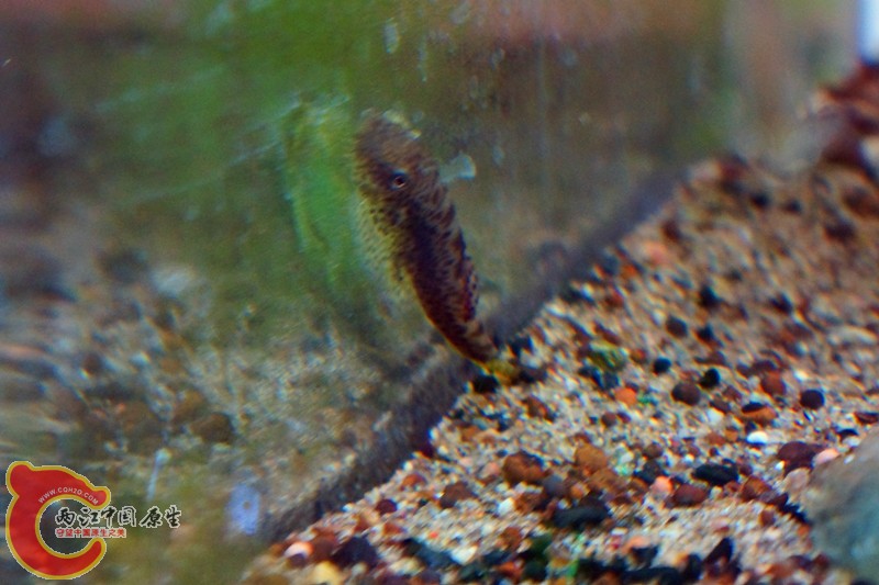 DSC01672_副本.jpg