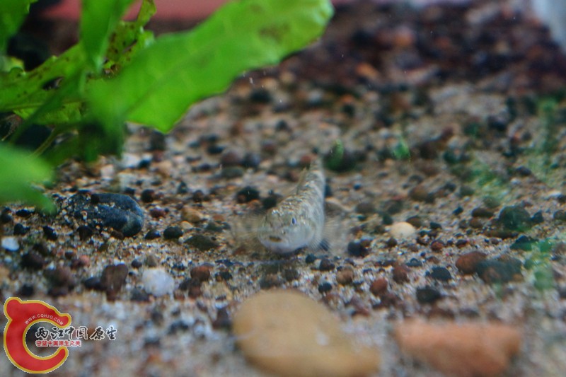 DSC01667_副本.jpg