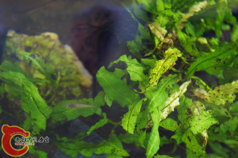 DSC01688_副本.jpg