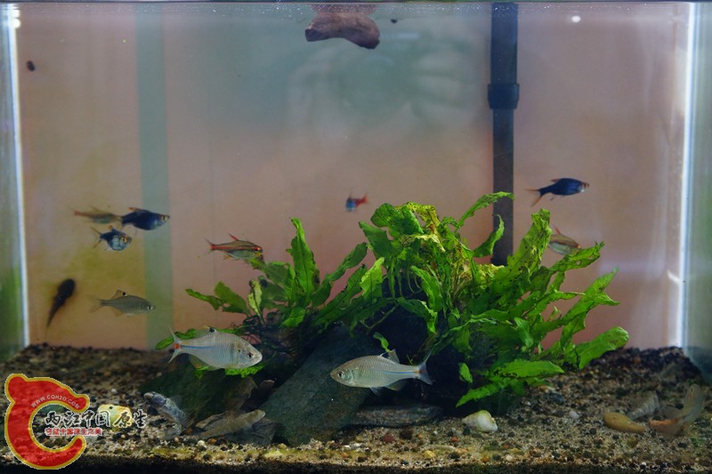 DSC01645_副本.jpg