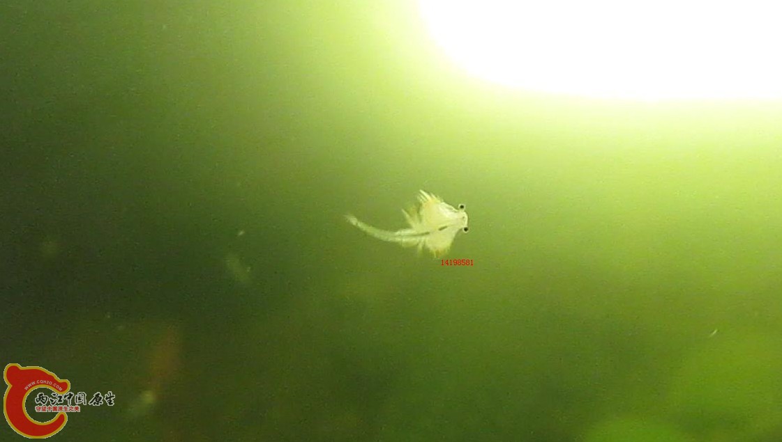 丰年虾成虫