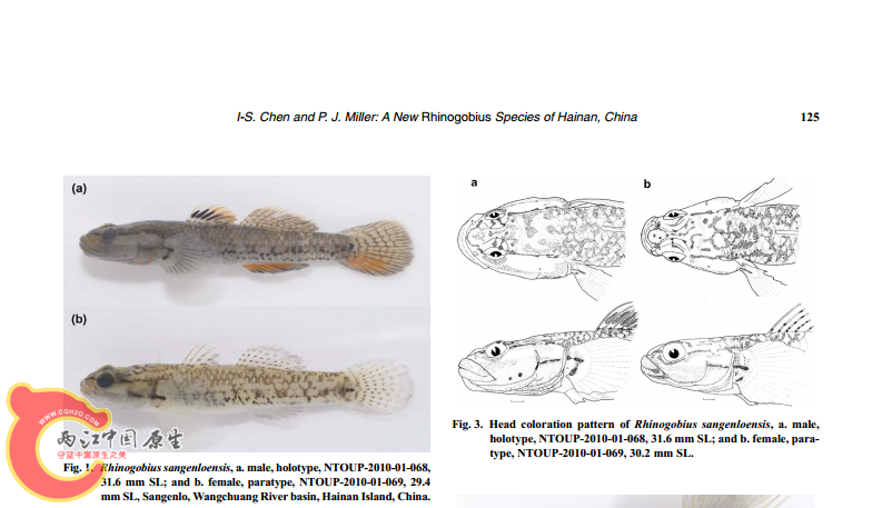 Rhinogobius sangenloensis.png