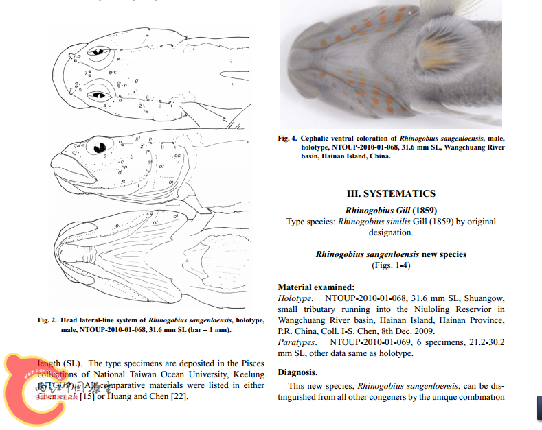Rhinogobius sangenloensis2.png