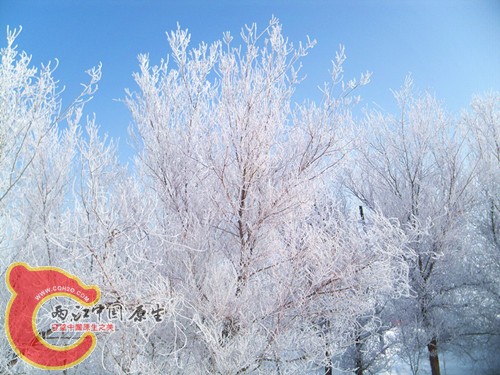 100_5684_副本_副本.jpg