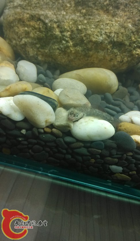 探头探脑