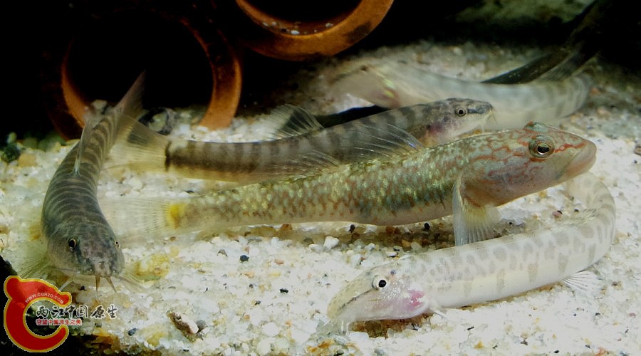 横纹南鳅 溪吻虾虎.jpg