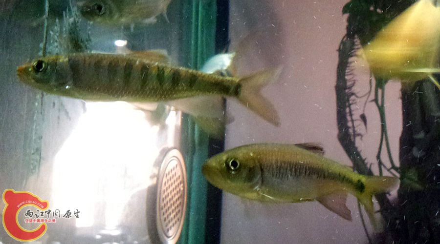 宽鳍鱲 异鱲.jpg