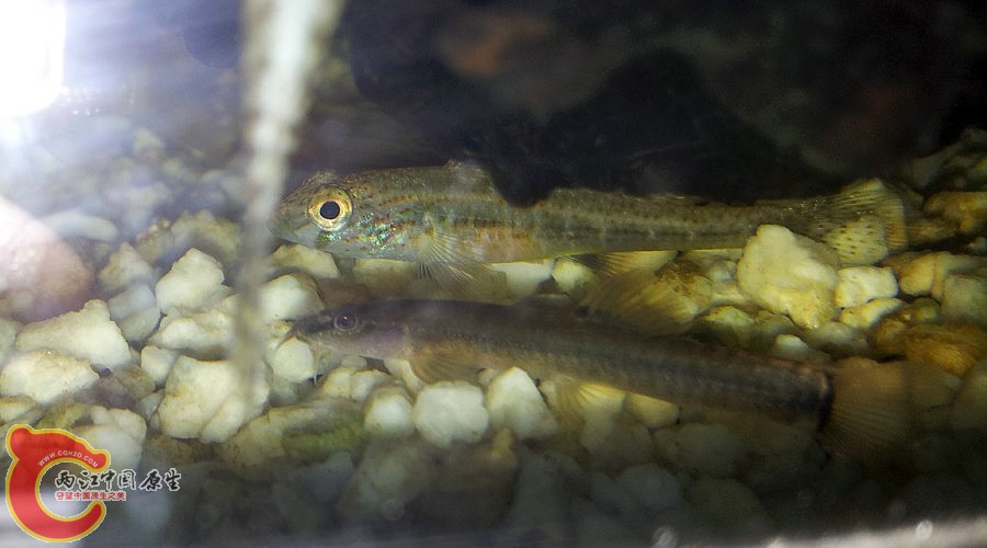 某鳅 萨氏华黝鱼.jpg