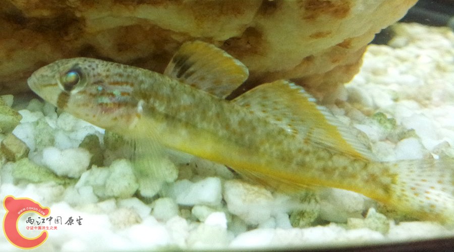 萨氏华黝鱼-1.jpg