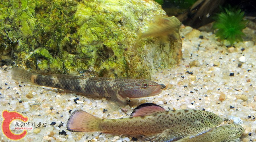 溪吻虾虎 宽头拟腹吸鳅.jpg