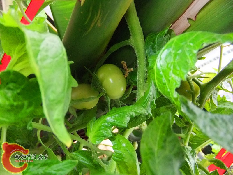 DSCF8368.JPG