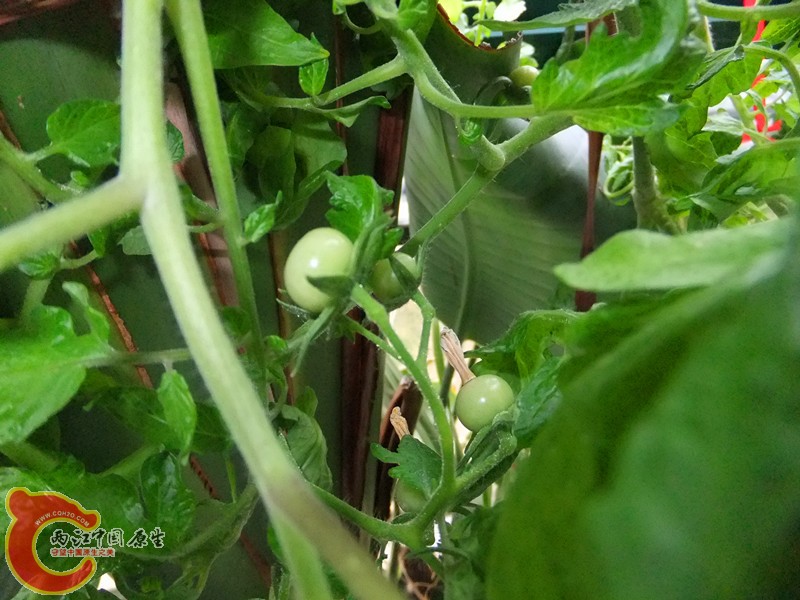 DSCF8371.JPG