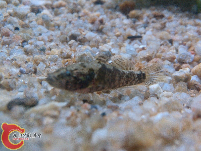 第一次看到的小鱼，像是吃肉的哦