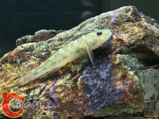 我的小虾虎
