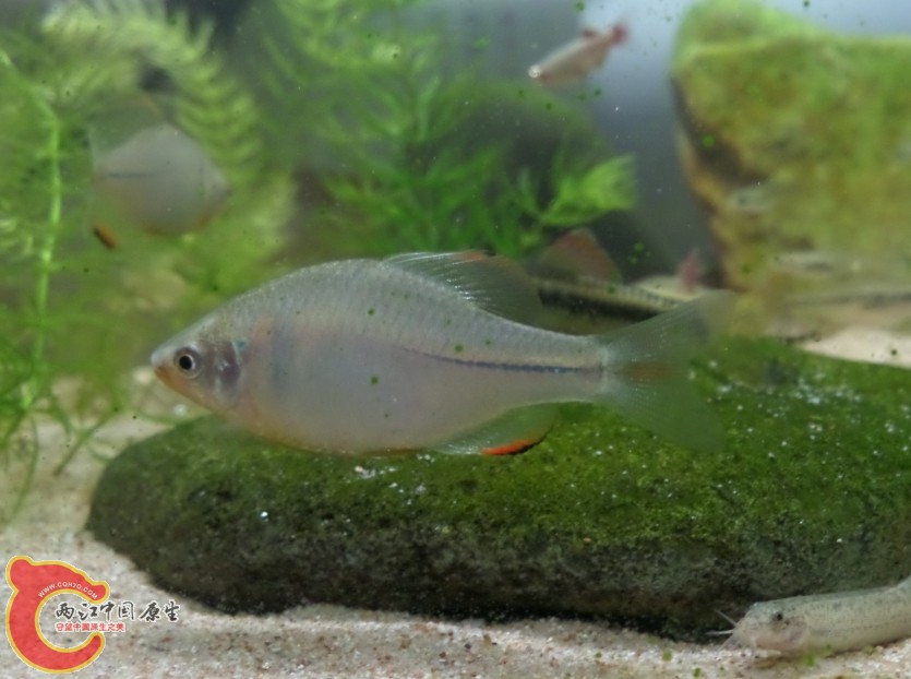 鳑鲏.jpg