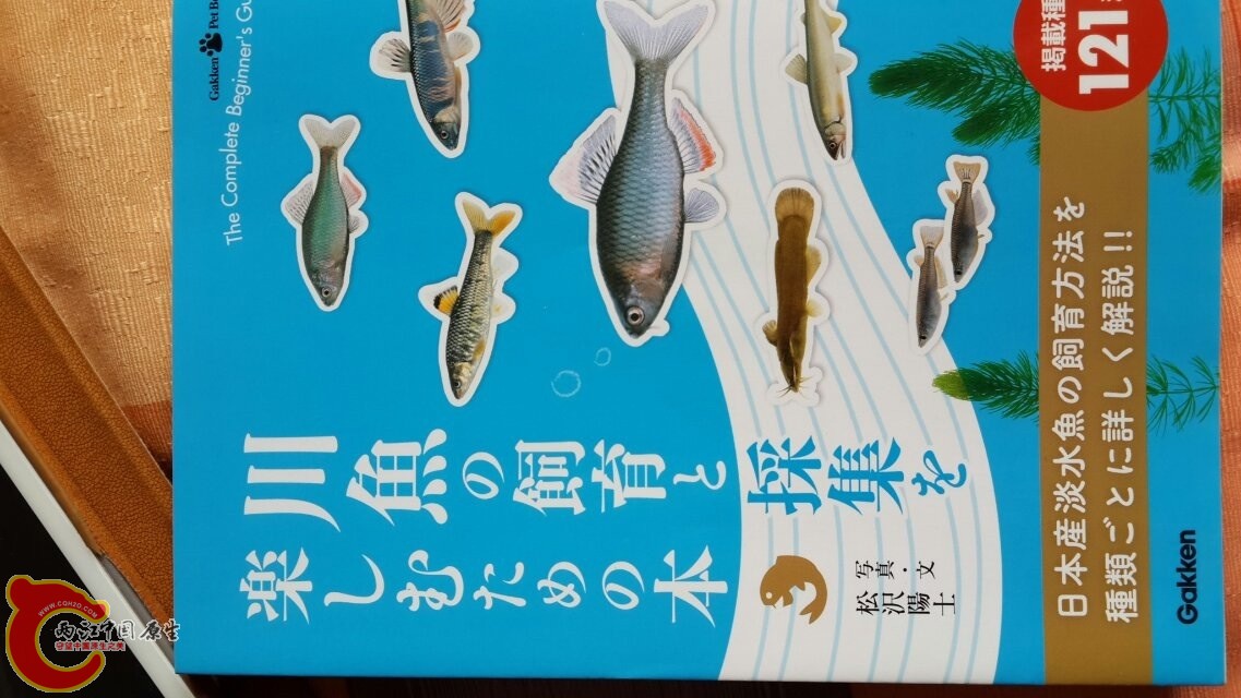 封面，其实大部分原生鱼都一样