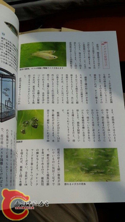 如何繁殖青将