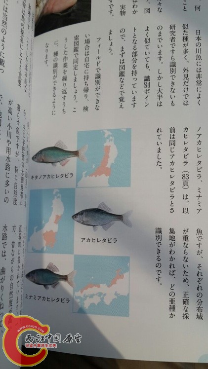 旁皮的产地发布