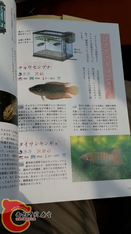 国斗和圆尾斗鱼饲养和野采方式