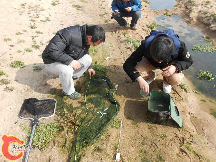 用小网在死水滩涂里拉了点马口，选了几条。