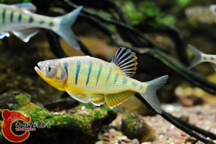 nEO_IMG_DSC_0113_副本.jpg