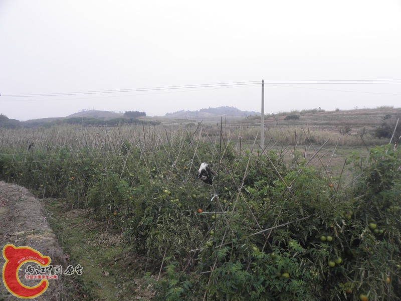 P2160070.jpg