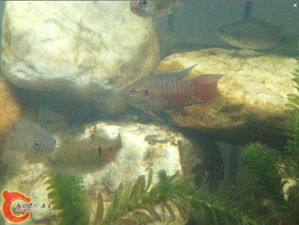 这个小国斗状态好起来了。